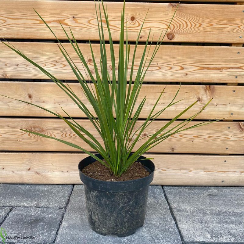 Cordyline Australis, Kordylína austrálska, kont. C7.5L, výška: 40-60 cm (-12°C) 
